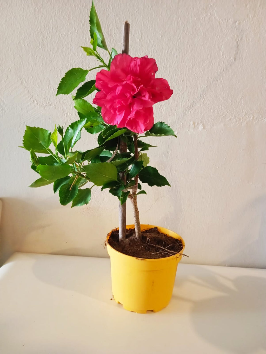 Katmerli Japon Gülü (Hibiscus) Fuşya – Canlı Saksı Çiçeği  Ev & Balkon Dekorasyonu