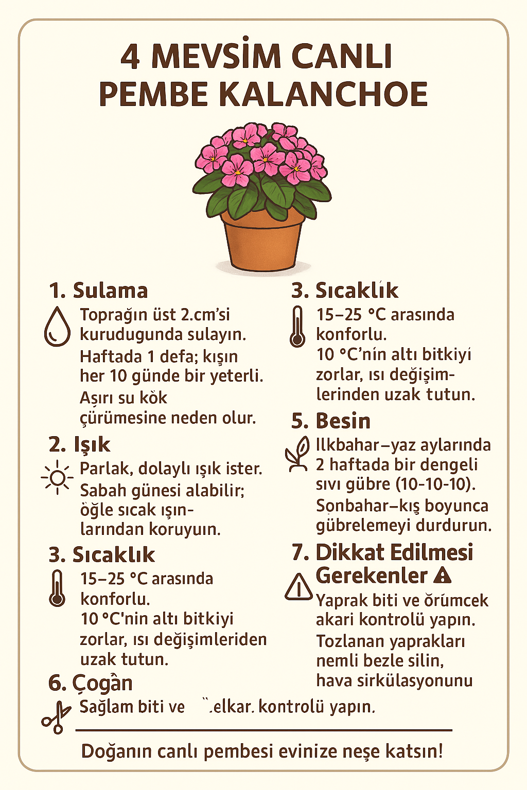 Canlı Pembe Kalanchoe Saksıda – Dekoratif Çiçek