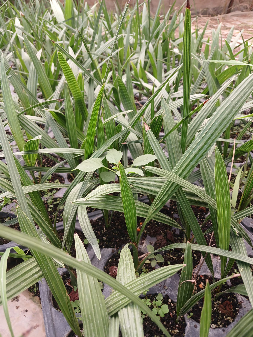 kanarya hurması fidanı görseli