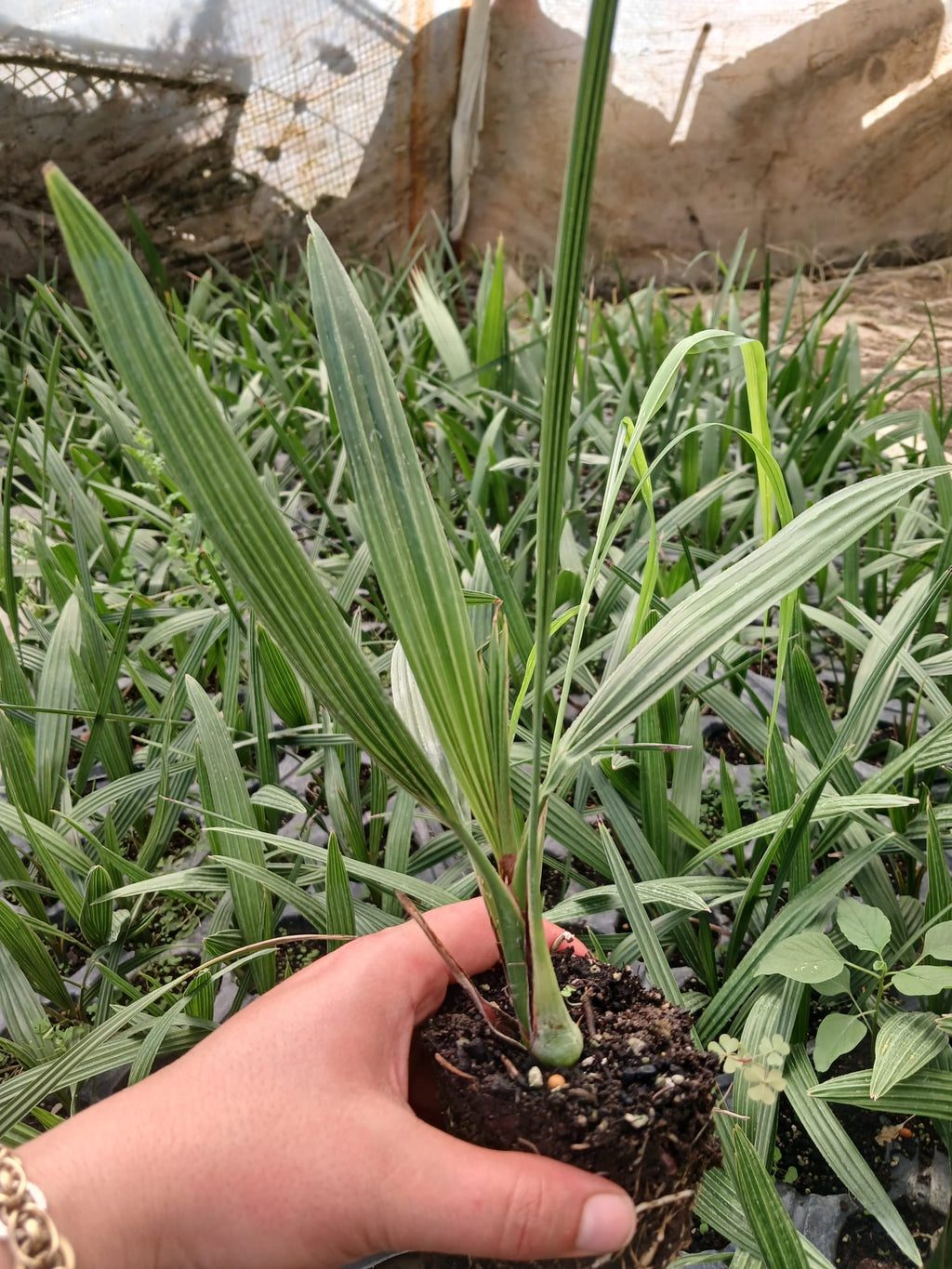 Kanarya Adaları Hurması Fidanı 15-30 cm – Phoenix canariensis Dış Mekan Palmiyesi