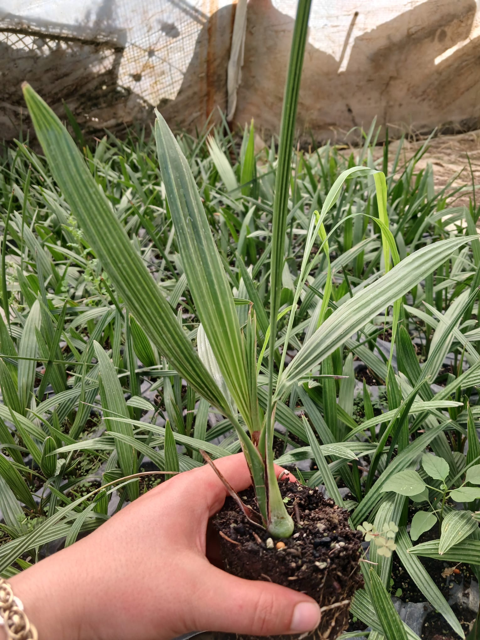 Kanarya Adaları Hurması Fidanı 15-30 cm – Phoenix canariensis Dış Mekan Palmiyesi
