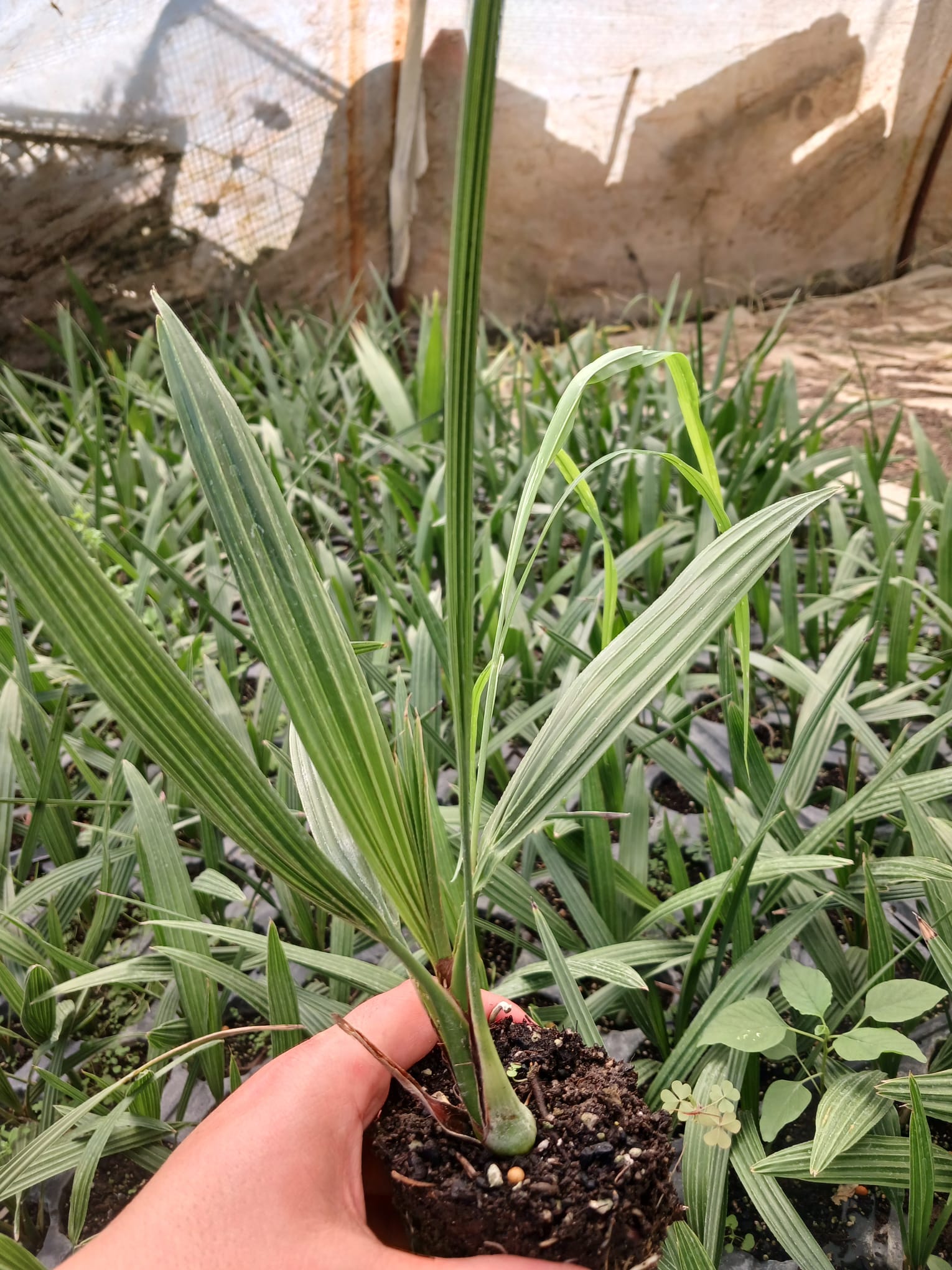 Kanarya Adaları Hurması Fidanı 15-30 cm – Phoenix canariensis Dış Mekan Palmiyesi