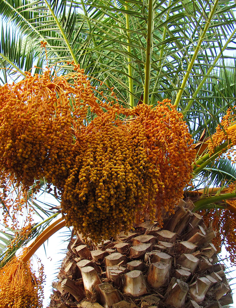 Kanarya Adaları Hurması Fidanı 15-30 cm – Phoenix canariensis Dış Mekan Palmiyesi
