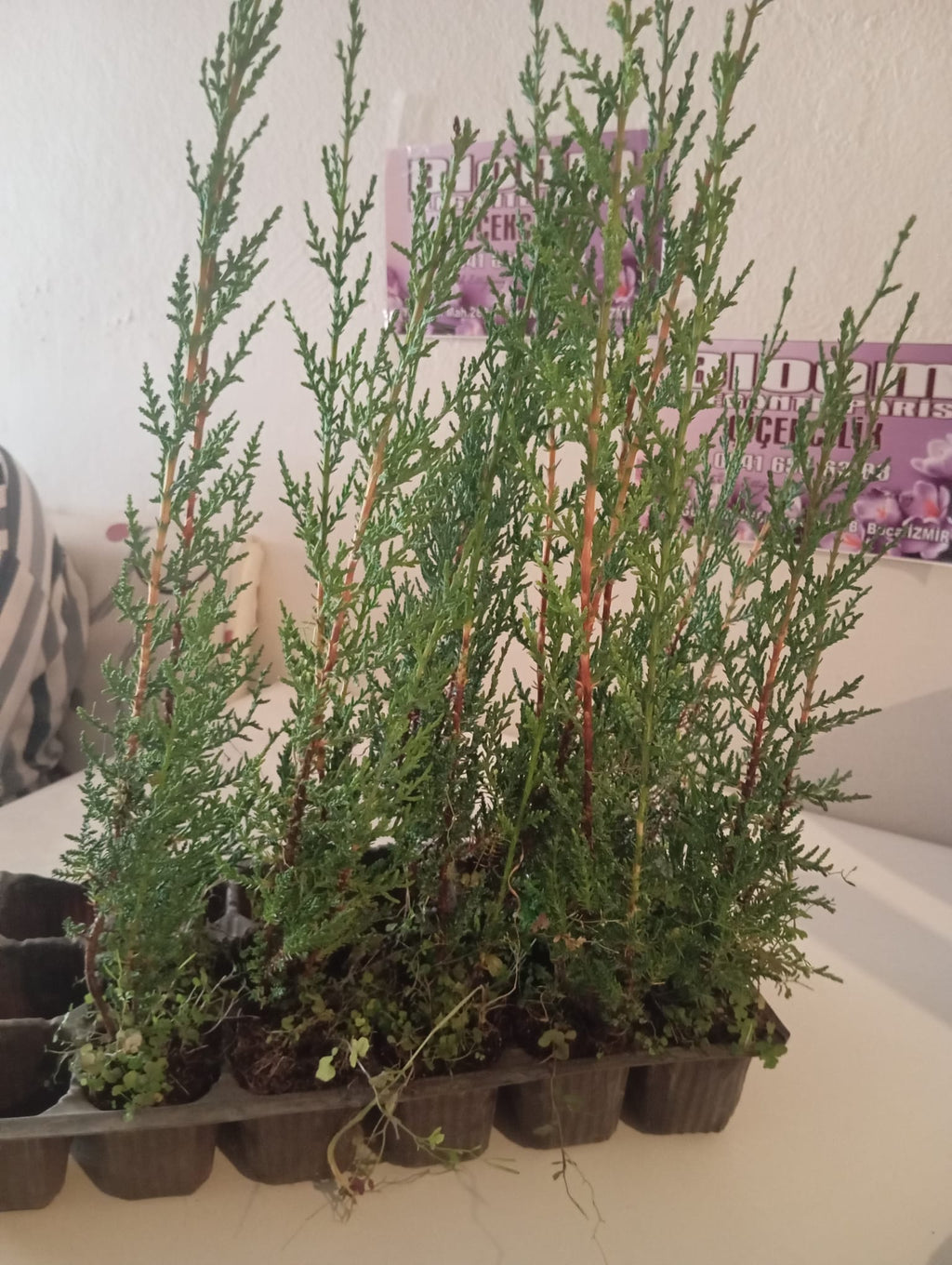 kara servi fidanı görseli