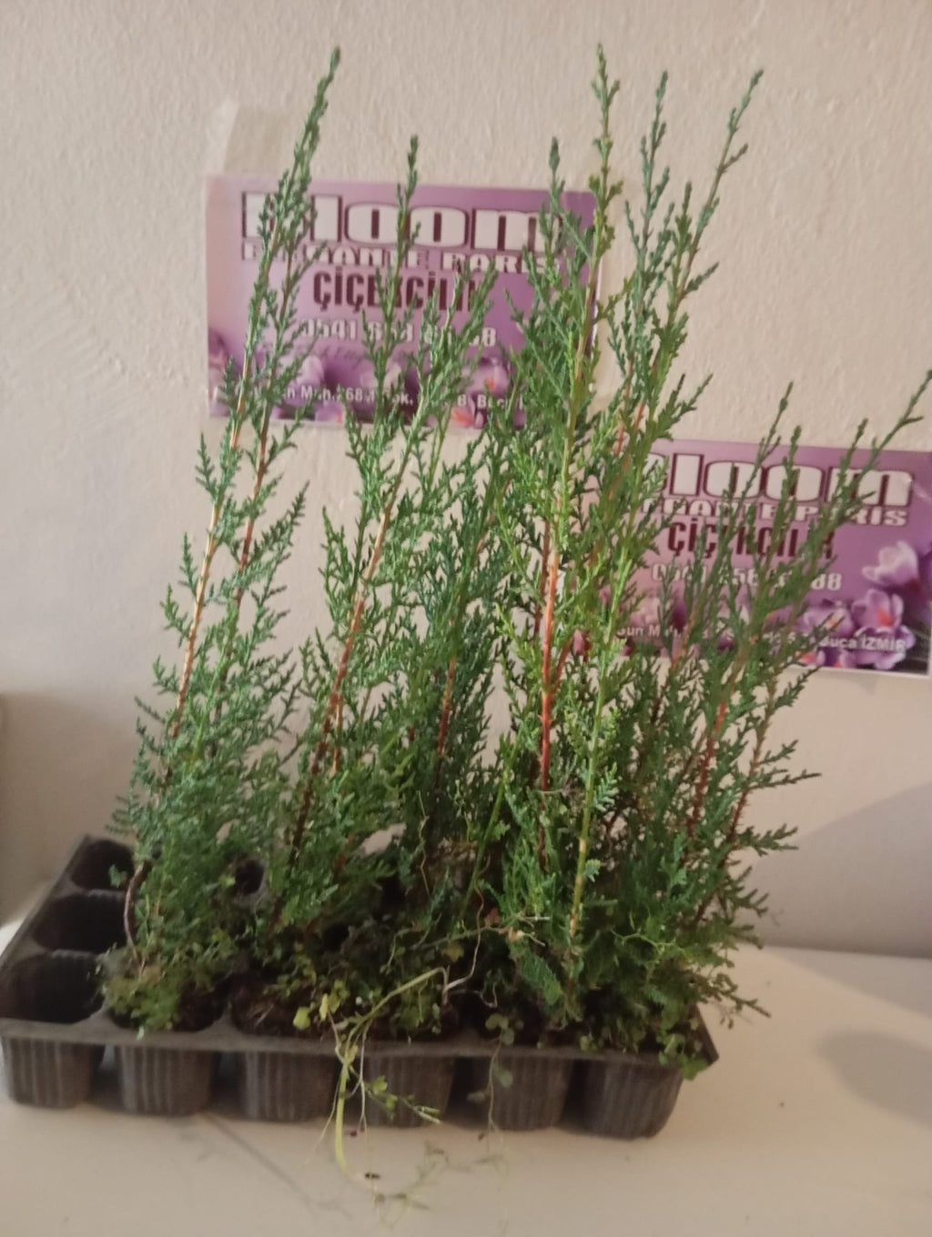 kara servi fidanı görseli