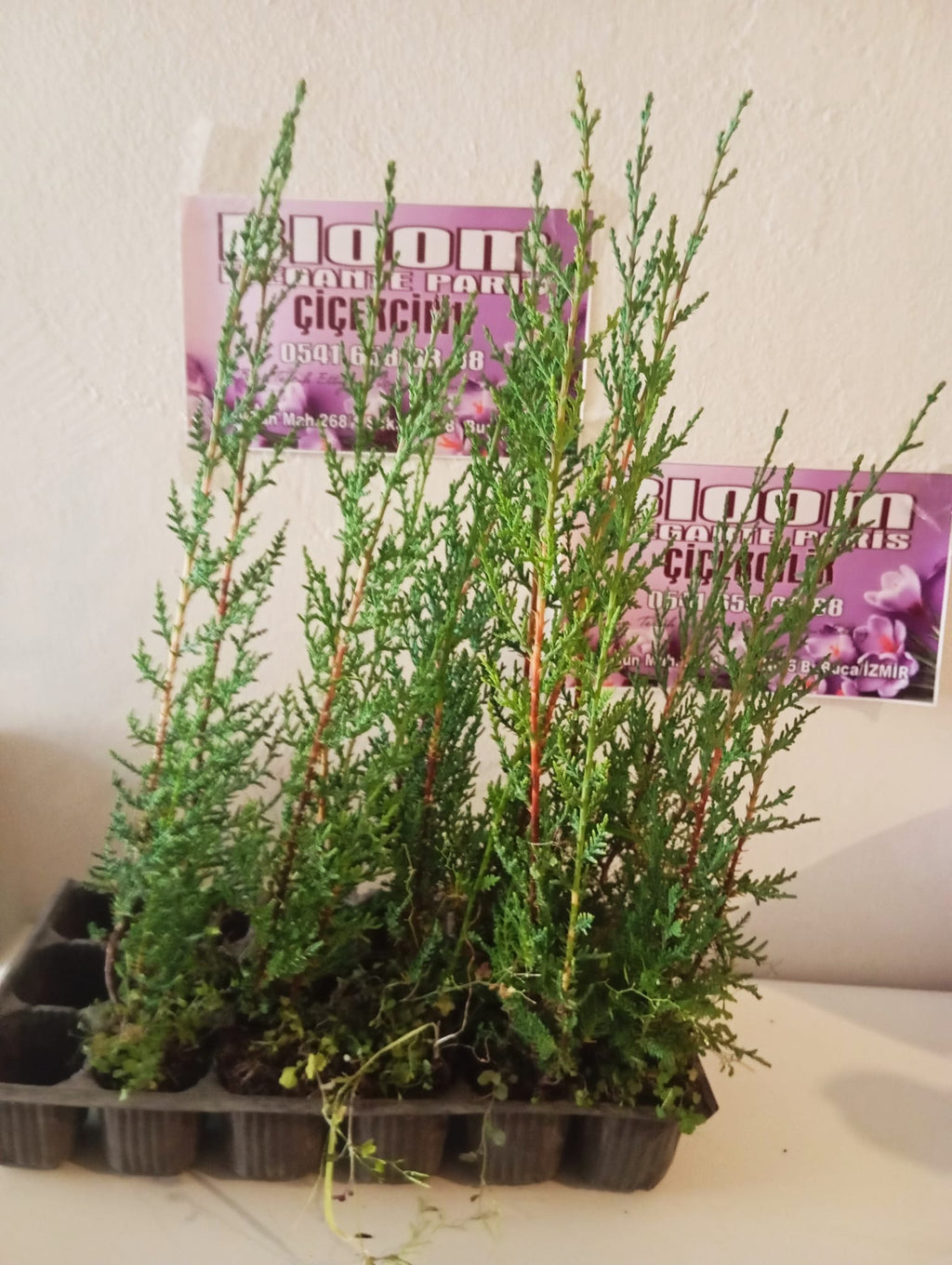 kara servi fidanı görseli