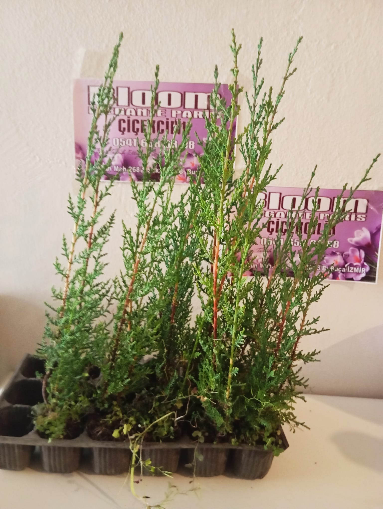 kara servi fidanı görseli