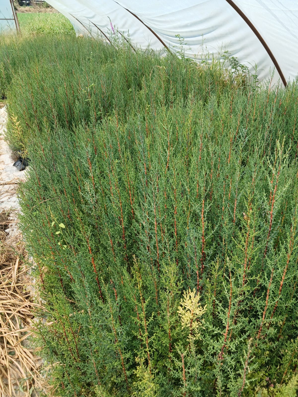 mezarlık selvisi fidanı görseli