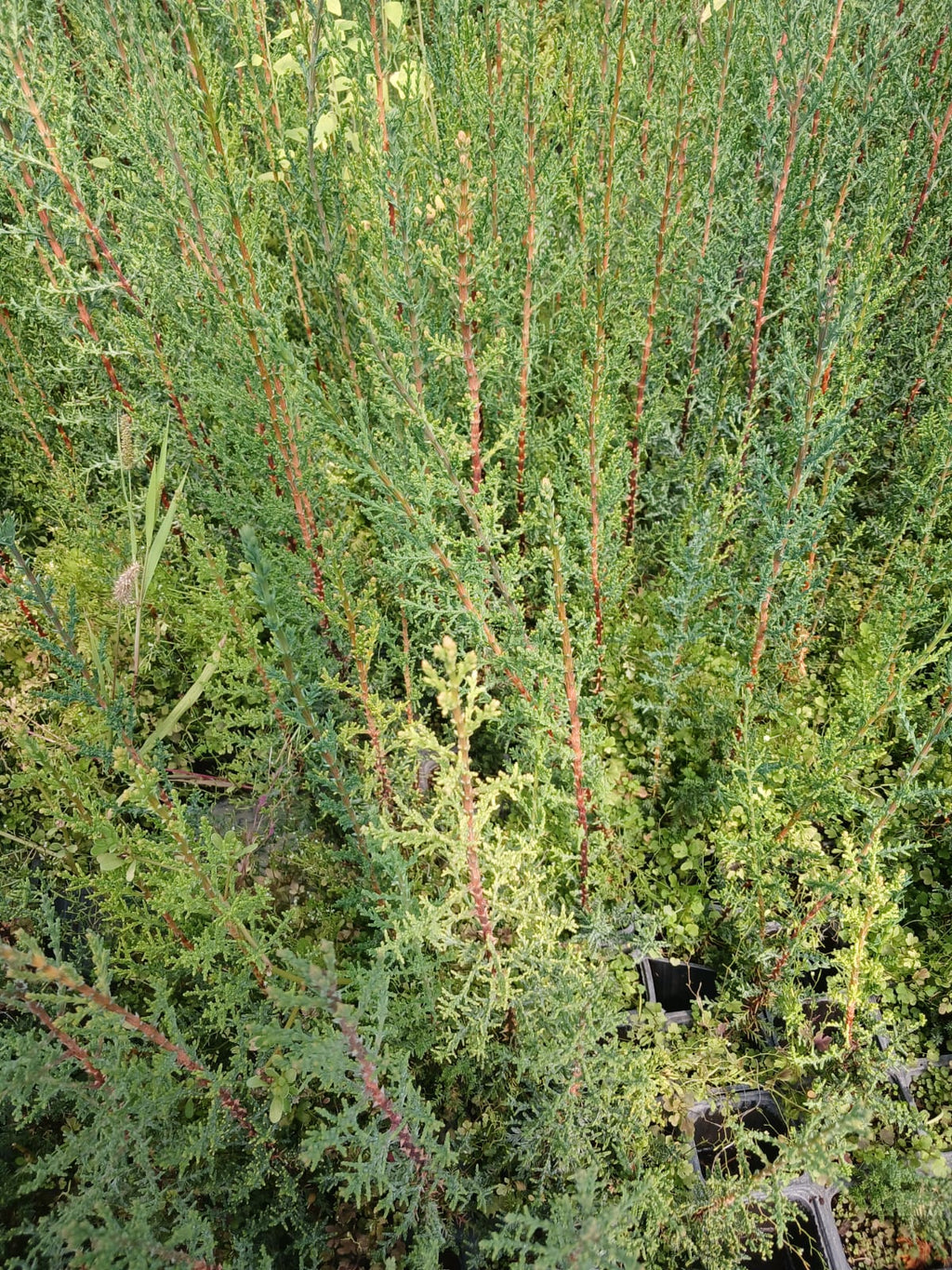 kara servi fidanı görseli