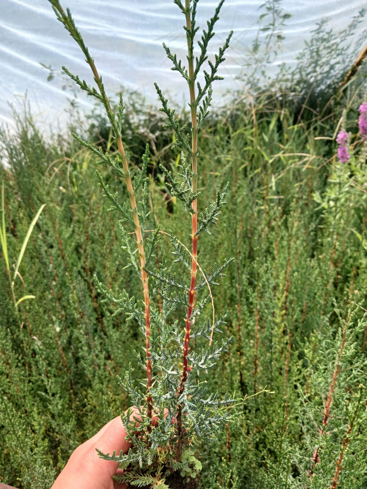 mezarlık servisi fidanı görseli