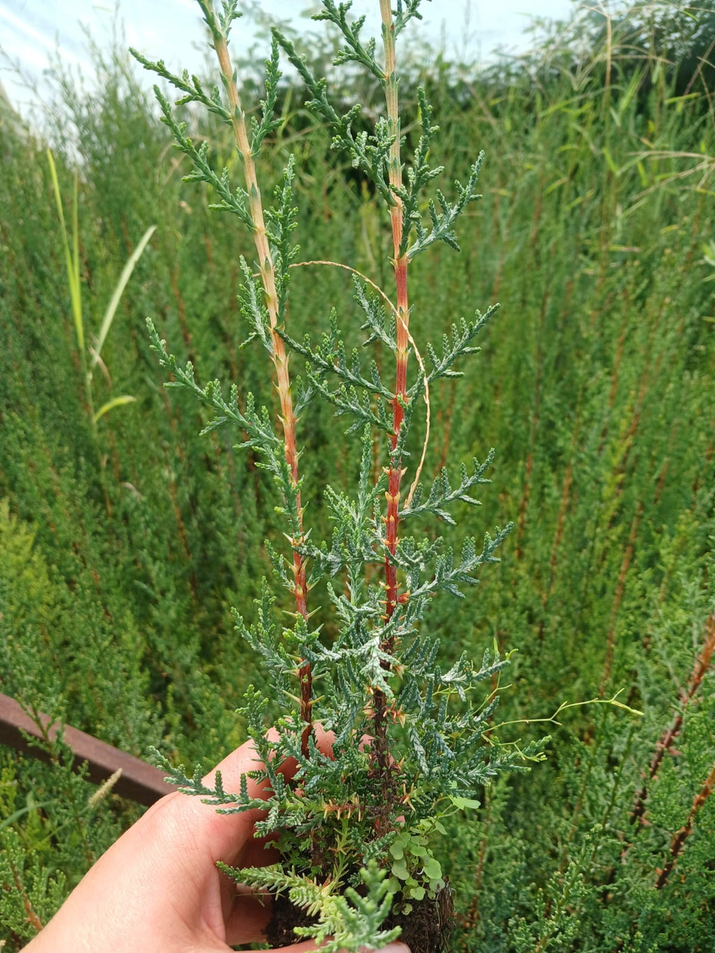 kara servi fidanı görseli