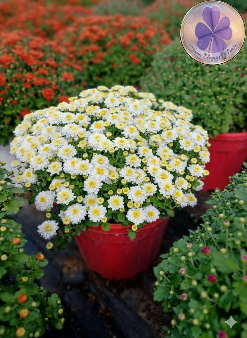 Yoğun Çiçekli Beyaz Kasımpatı Saksı Çiçeği | Krizantem