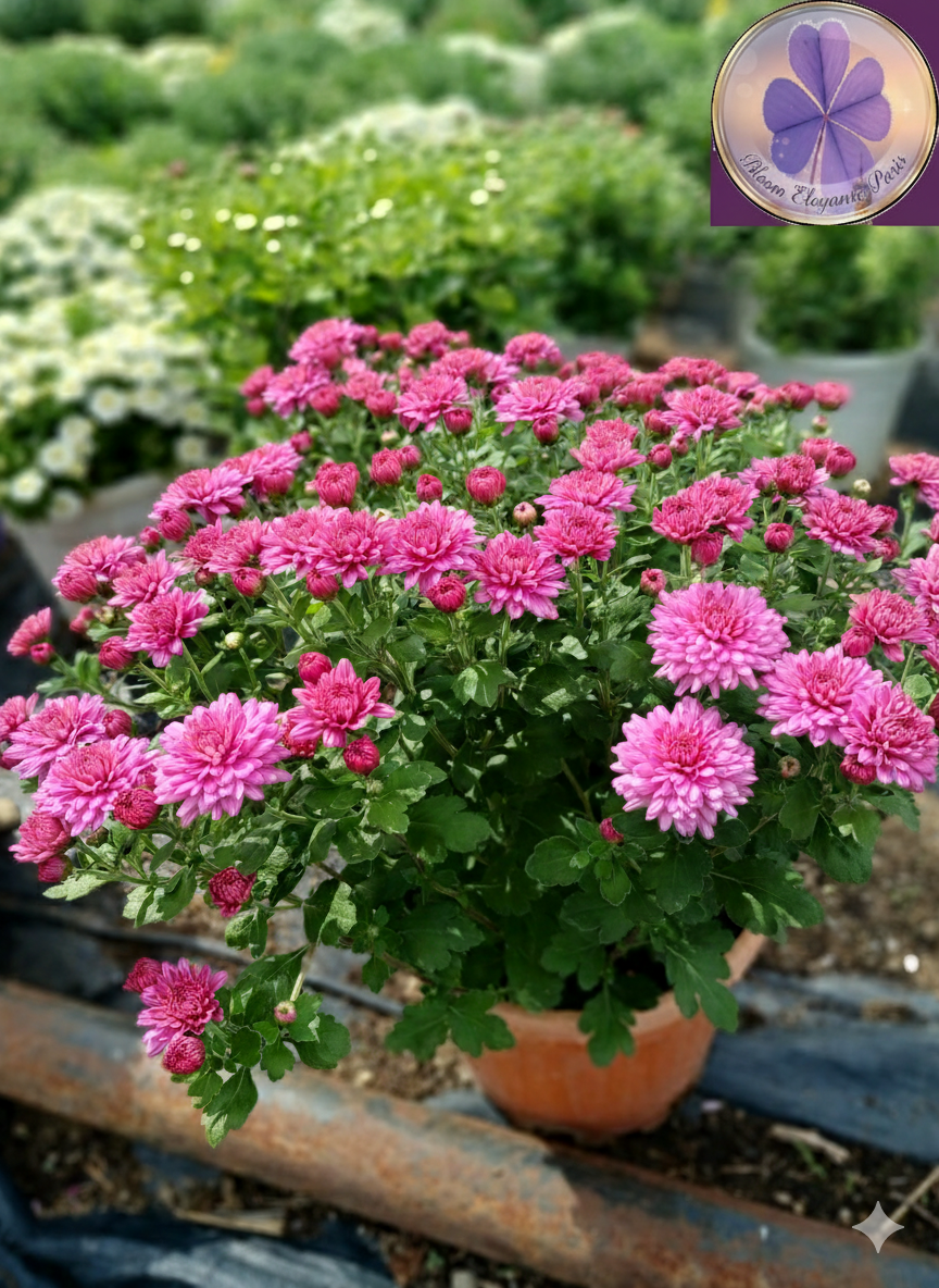 Yoğun Çiçekli Pembe Kasımpatı Saksı Çiçeği | Krizantem