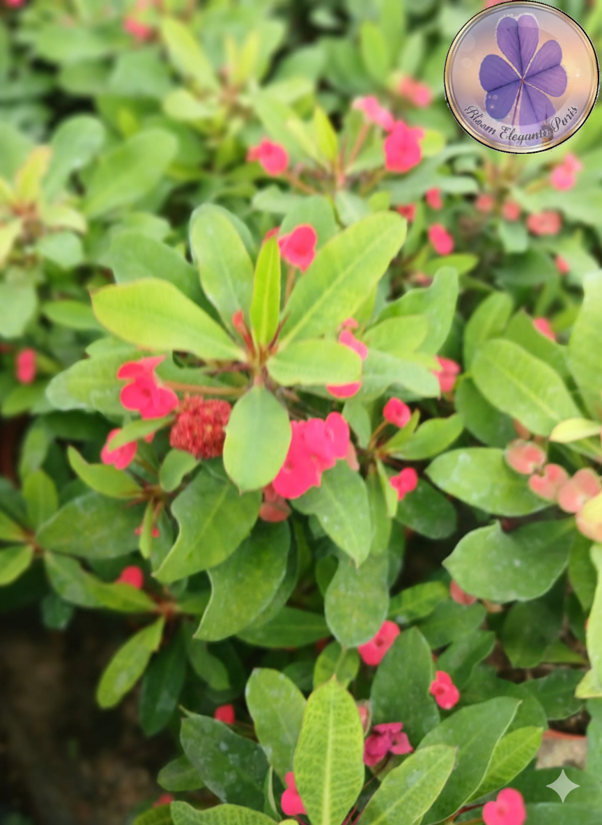 dikenler tacı fiyatı