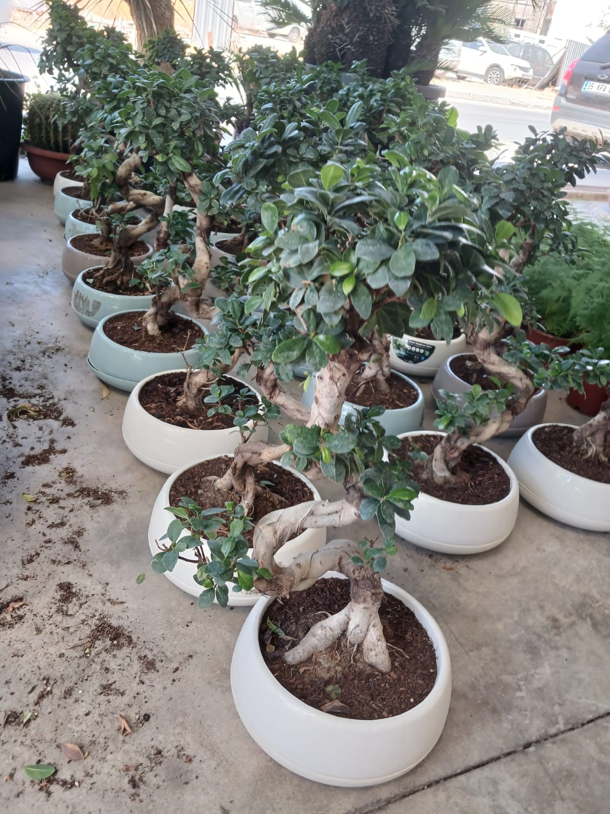 beyaz saksıda kıvrımlı gövdeli bonsai