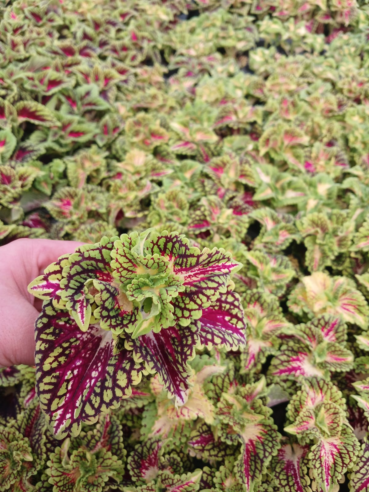 kolyos çiçeği bakımı