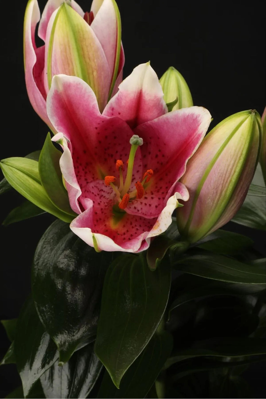 sevgiliye hediye lilyum