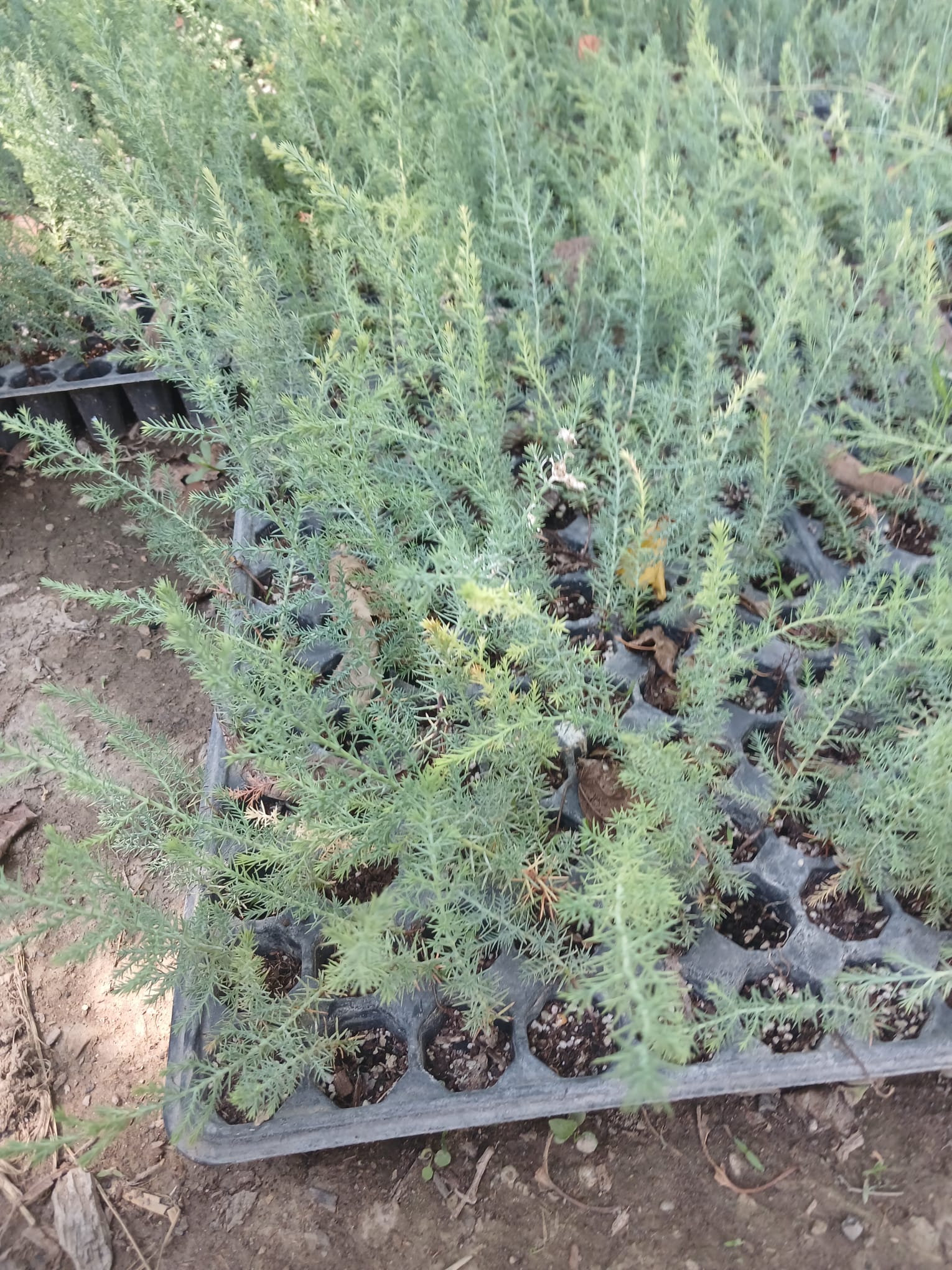 Mavi Ladin Fidanı 15-25 cm – Picea pungens Peyzaj ve Bahçe Ağacı