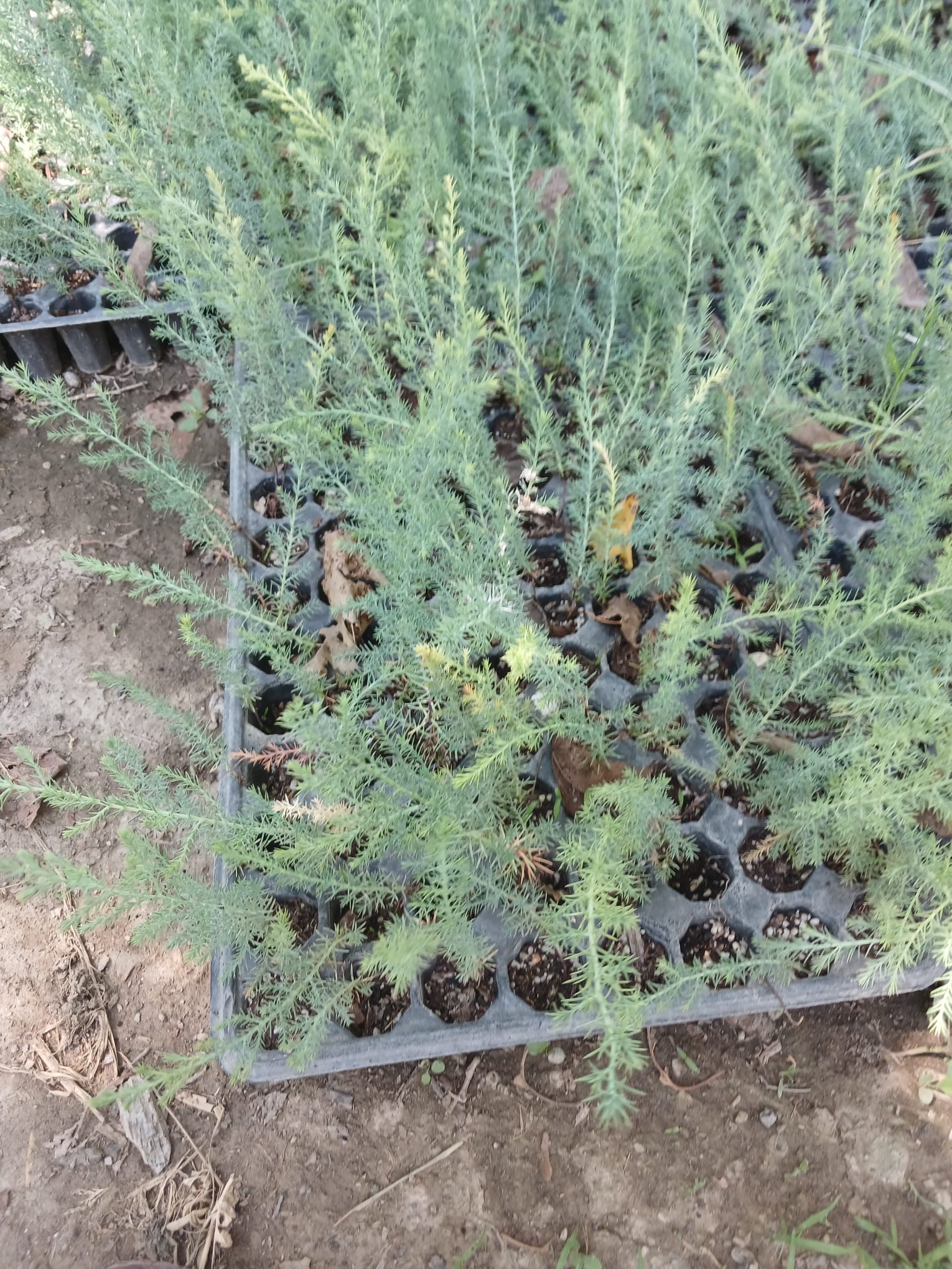 Mavi Ladin Fidanı 15-25 cm – Picea pungens Peyzaj ve Bahçe Ağacı