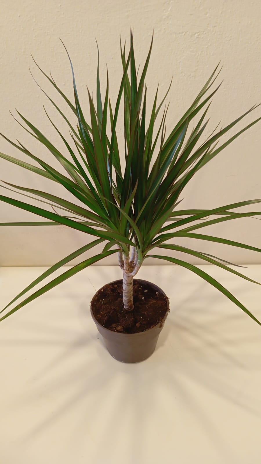 areka palmiyesi çiçek açar mı