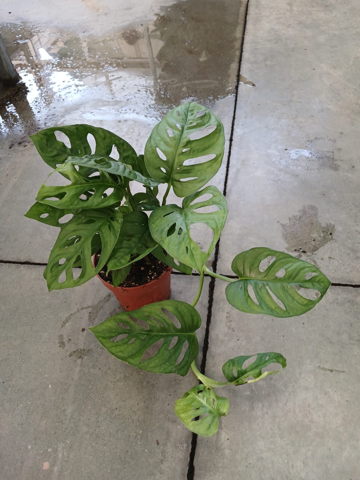 Monstera Monkey Mask – Canlı Delikli Yapraklı İsviçre Peyniri Çiçeği, Salon & Ofis Bitkisi