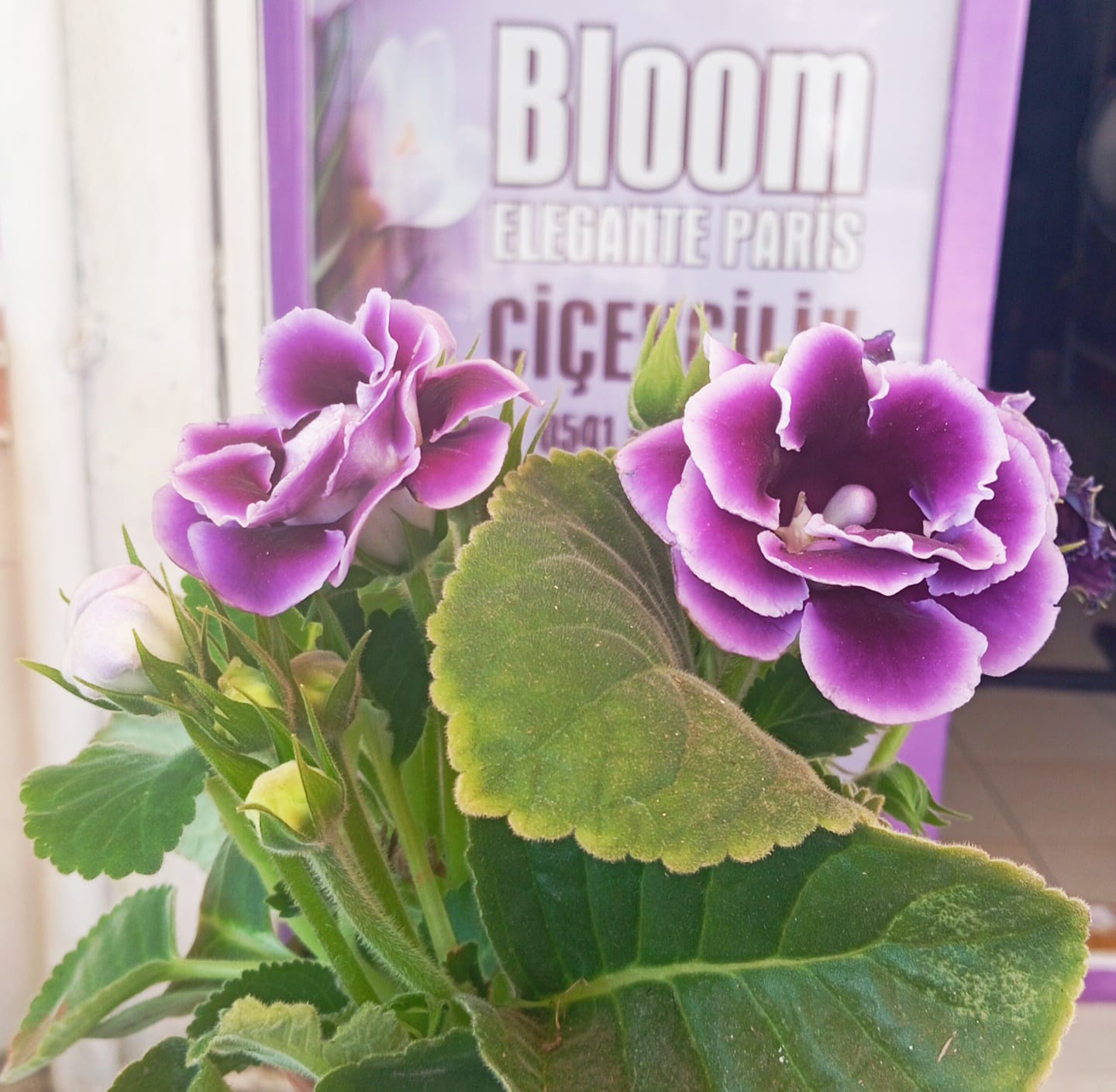 4 Mevsim Mor Bardak Menekşesi (Gloxinia) – Balkon ve İç Mekan İçin Saksıda  Canlı Renk Şöleni