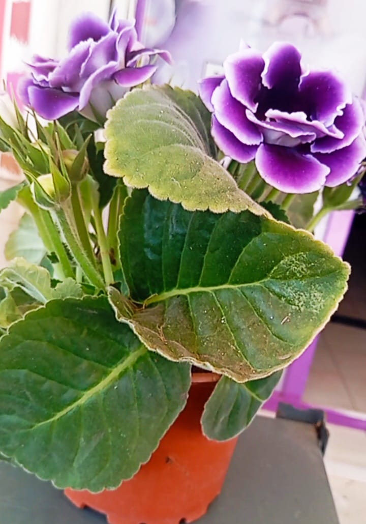 4 Mevsim Mor Bardak Menekşesi (Gloxinia) – Balkon ve İç Mekan İçin Saksıda  Canlı Renk Şöleni