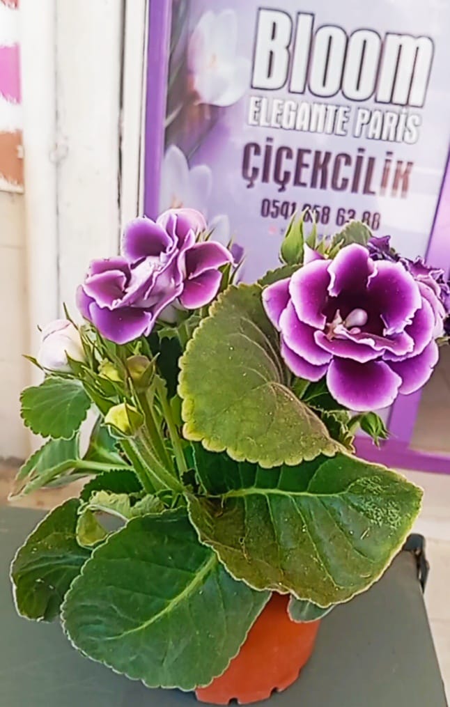 4 Mevsim Mor Bardak Menekşesi (Gloxinia) – Balkon ve İç Mekan İçin Saksıda  Canlı Renk Şöleni