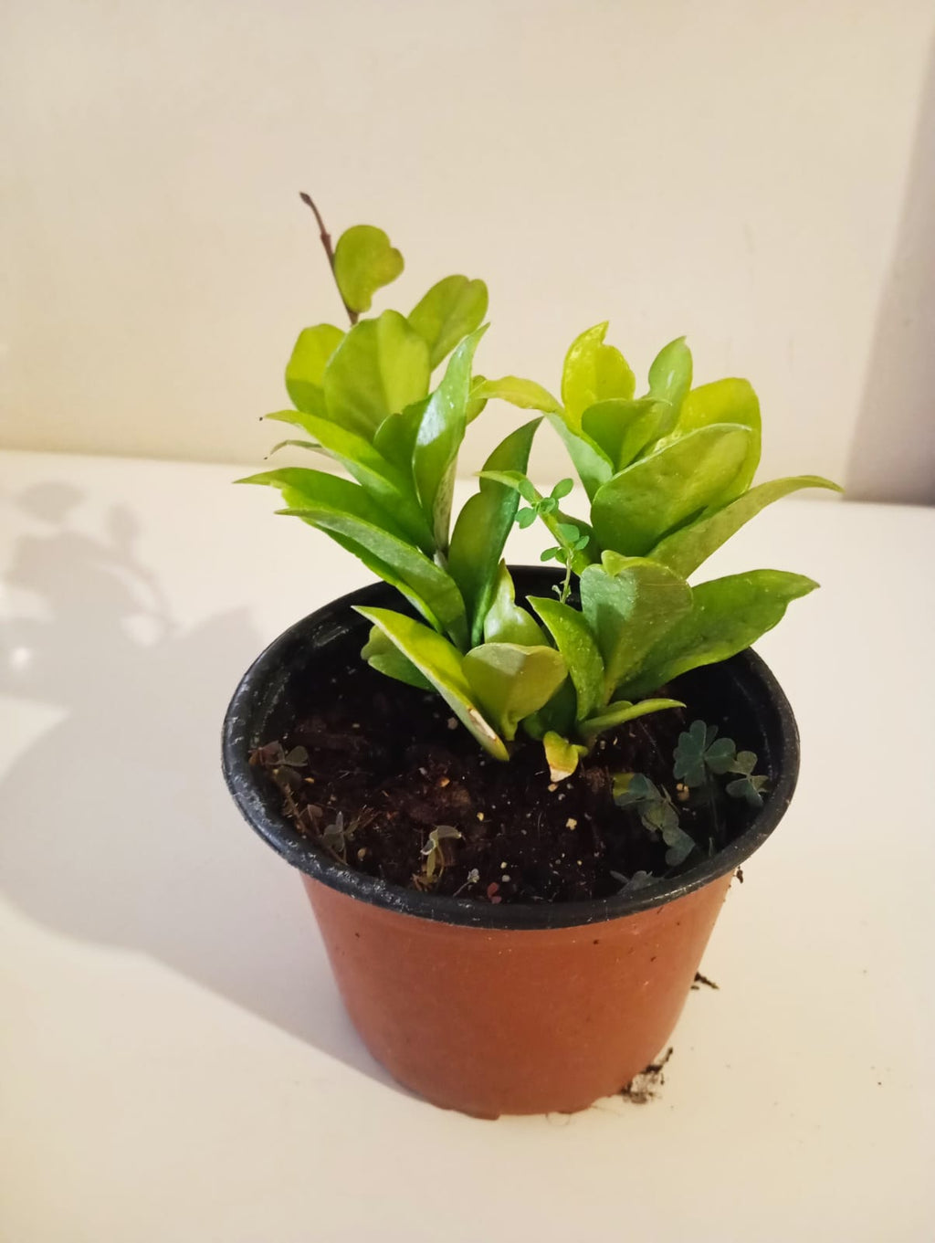 kalp yapraklı mum hoya çiçeği