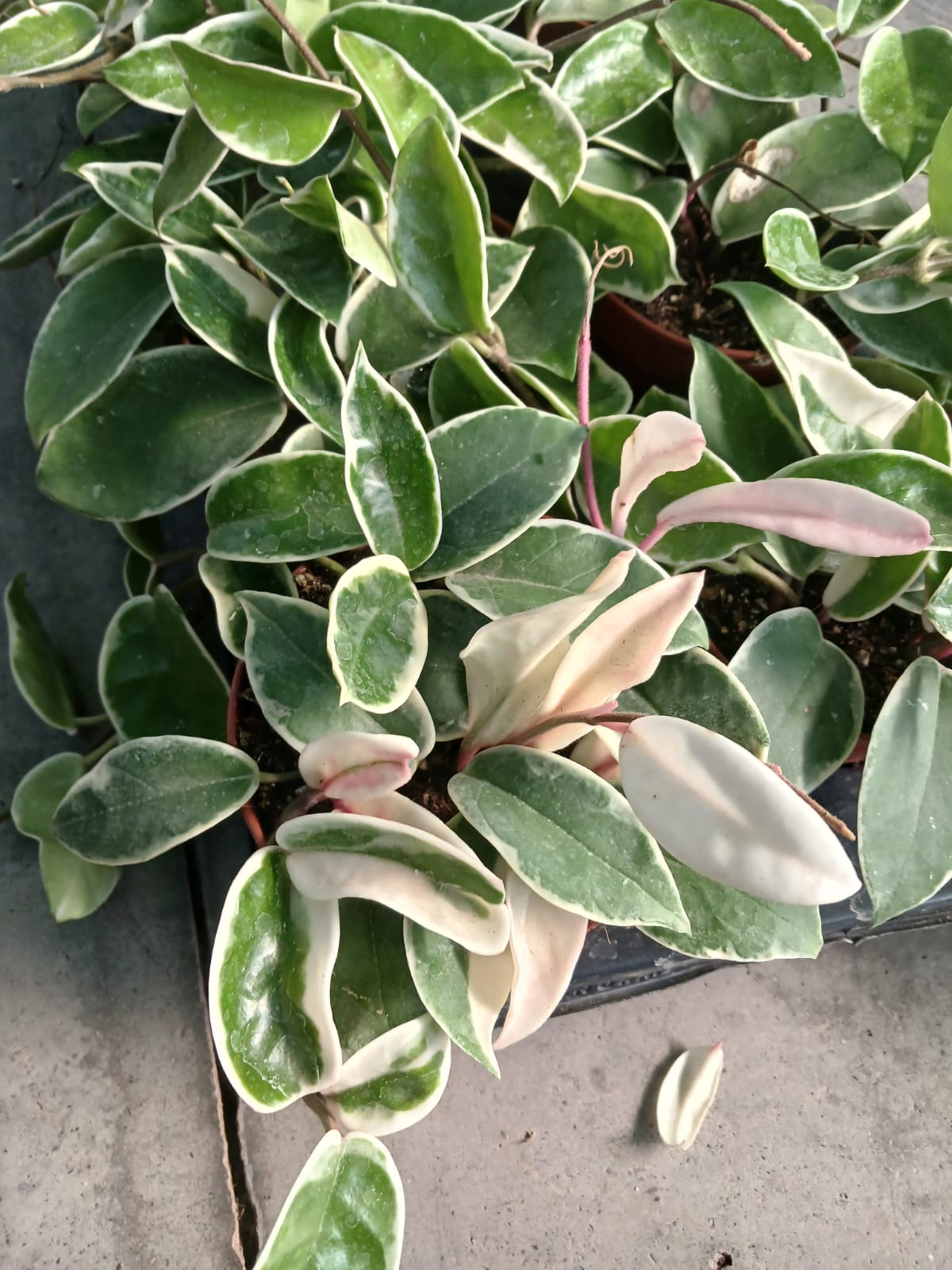 mum çiçeği çeşitleri