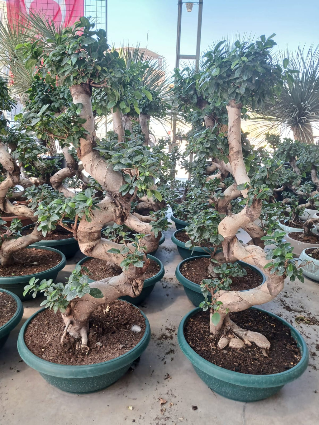 yeşil saksıda s gövdeli bonsai