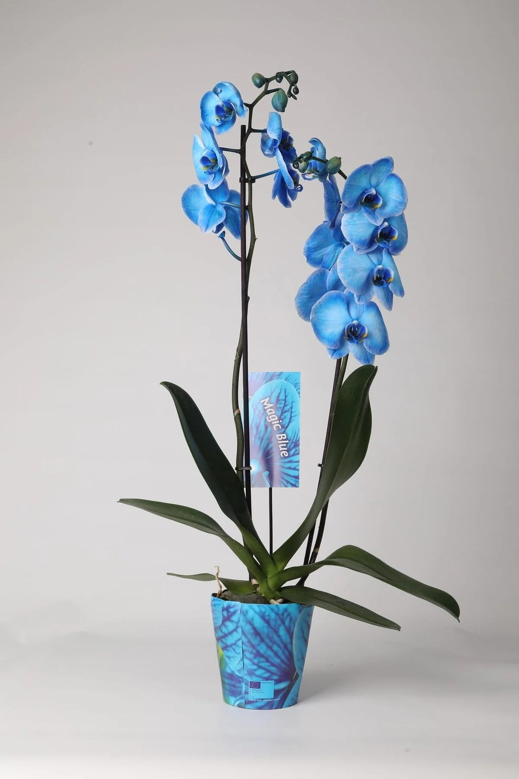 Sevgiliye Özel: Aşkınız Kadar Eşsiz Mavi Orkide & Ayıcık Hediye Kutusu