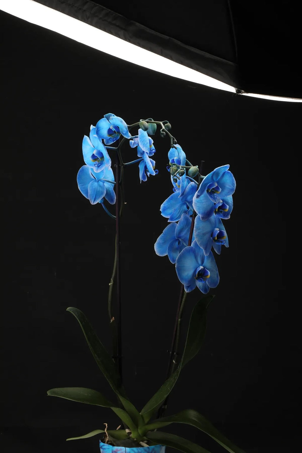 yildonumu hediyesi orkide