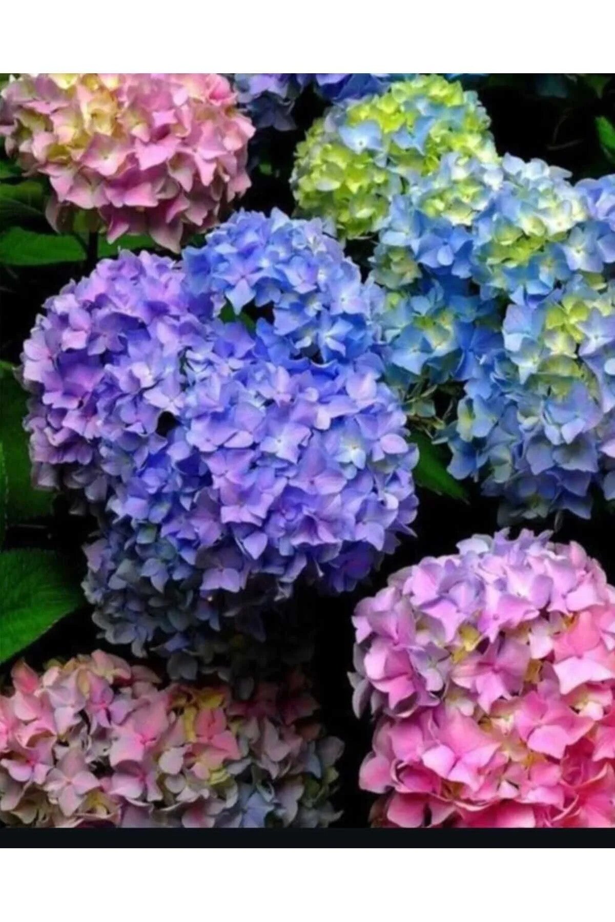 ortanca tohumu satın al