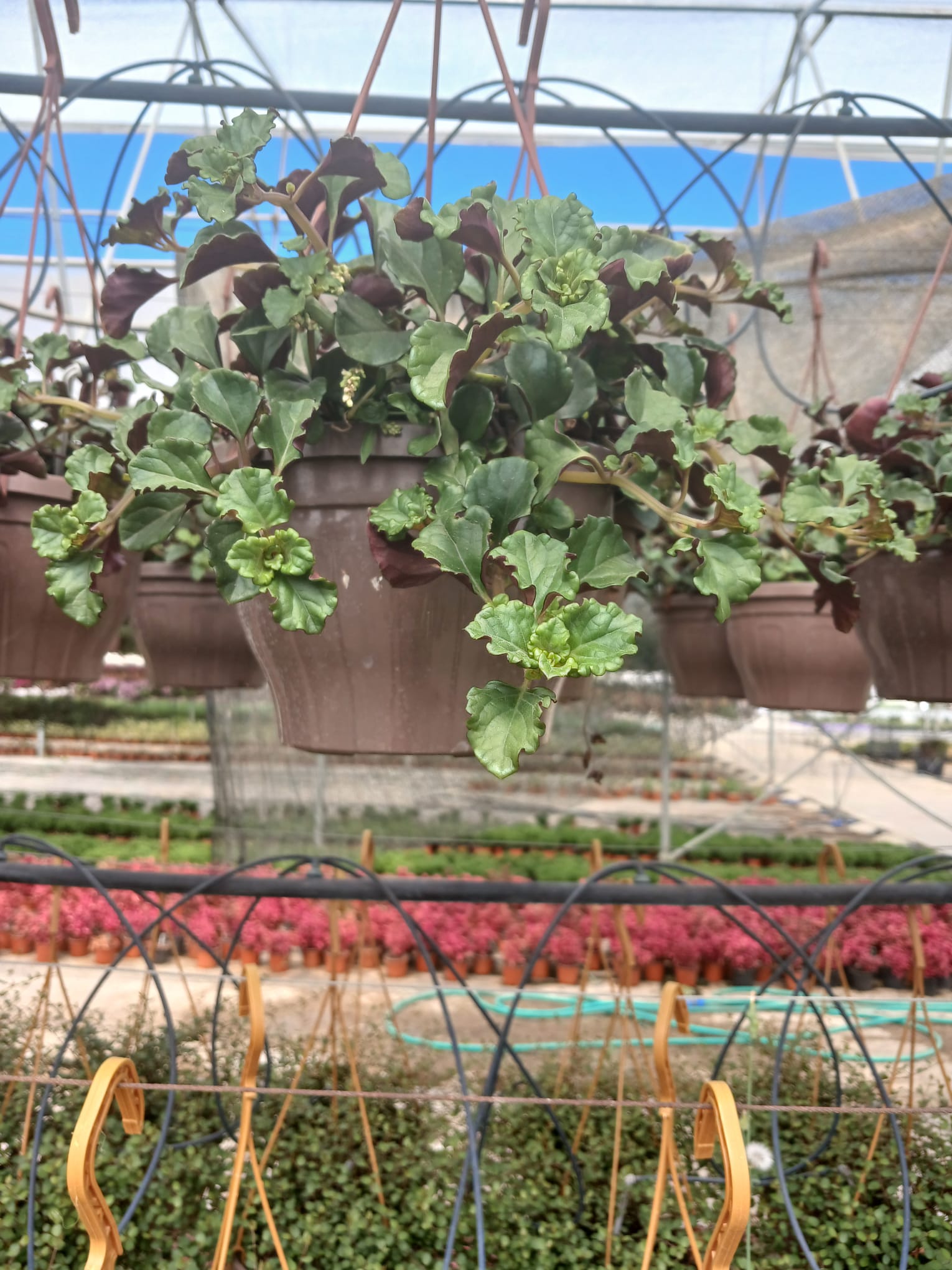 Askılı Saksıda Duvar ve Tavan İçin Golden Pothos Parlak Mustafa – Hava Temizleyici Sarmaşık