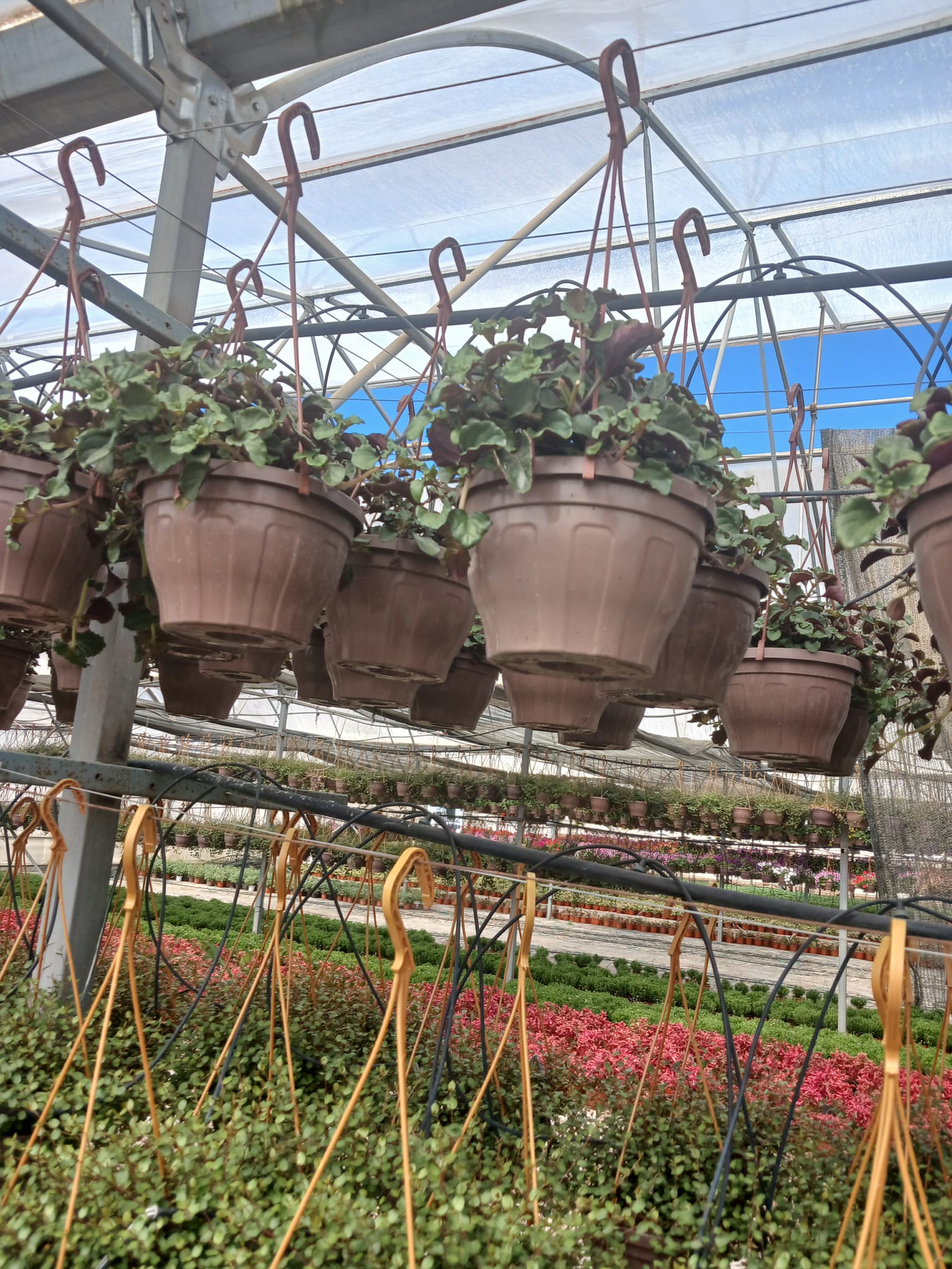 Askılı Saksıda Duvar ve Tavan İçin Golden Pothos Parlak Mustafa – Hava Temizleyici Sarmaşık