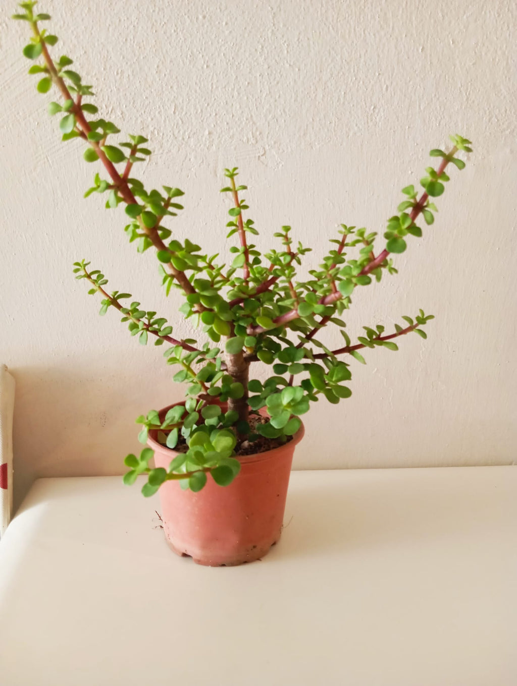para ve şans getiren portulacaria afra ağacı