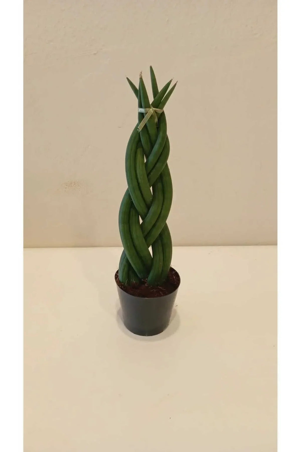 örgülü paşa kılıcı bakımı