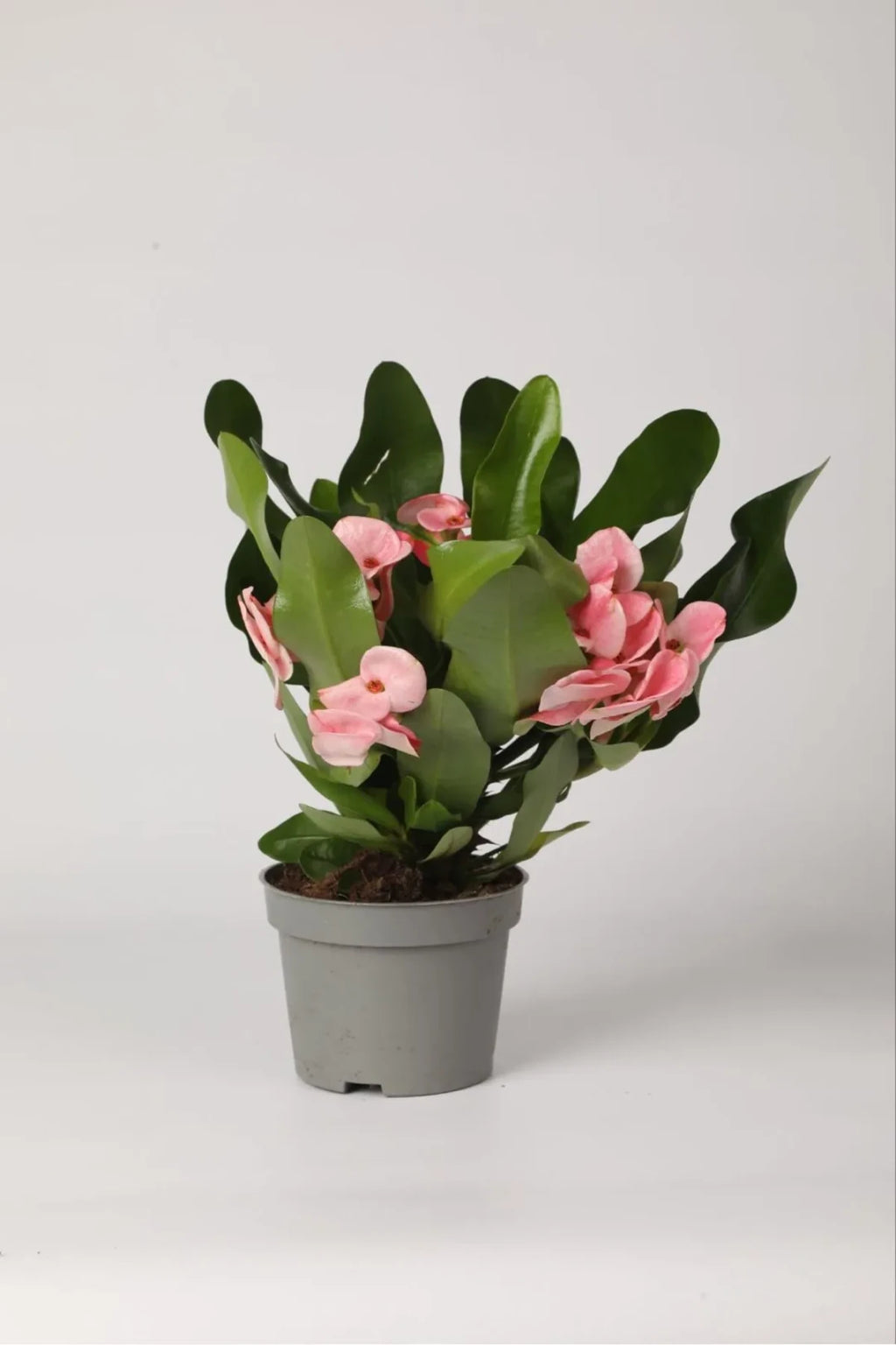 Euphorbia Milii dikenler tacı