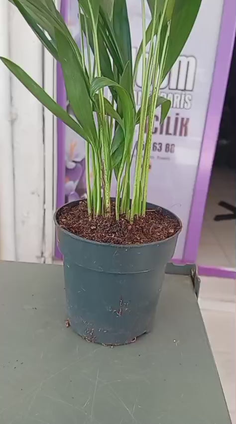 Feng Shui Mini Areka Palmiyesi 20-30 cm – Negatif Enerjiyi Uzaklaştıran Tropikal Hava