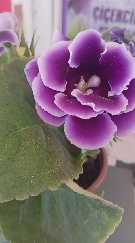 4 Mevsim Mor Bardak Menekşesi (Gloxinia) – Balkon ve İç Mekan İçin Saksıda  Canlı Renk Şöleni