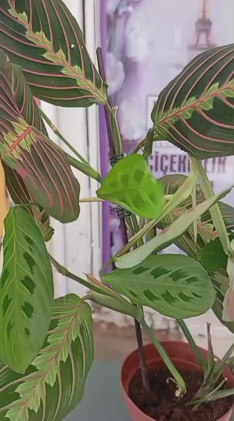 Maranta Erythroneura – Dua Çiçeği | Modern İç Mekan Bitkisi