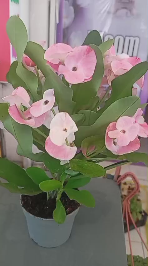 Dekoratif Dikenler Tacı – Euphorbia Milii | Zarif İç Mekan Bitkisi