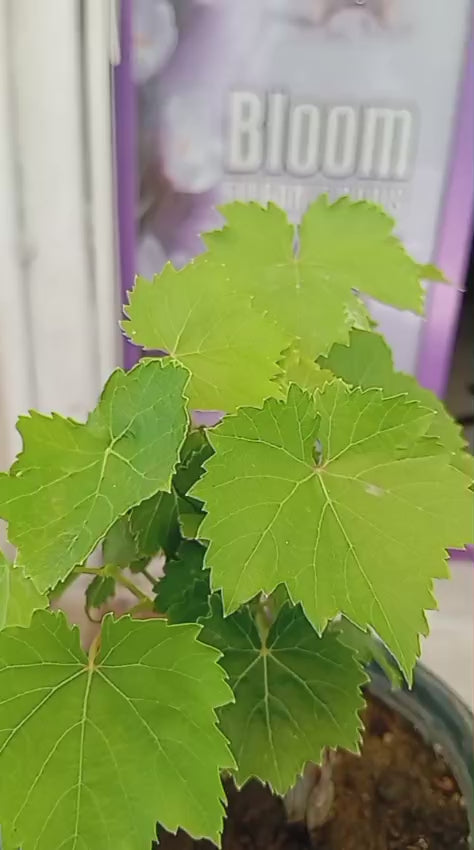 Çekirdeksiz Beyaz Üzüm Fidesi – Yaprakları Sarmalık, 10 cm.