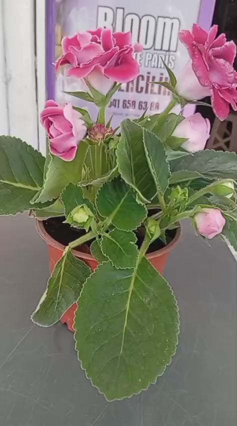 Kırmızı Bardak Menekşesi Saksıda – Gloxinia | Zarif ve Canlı Çiçek