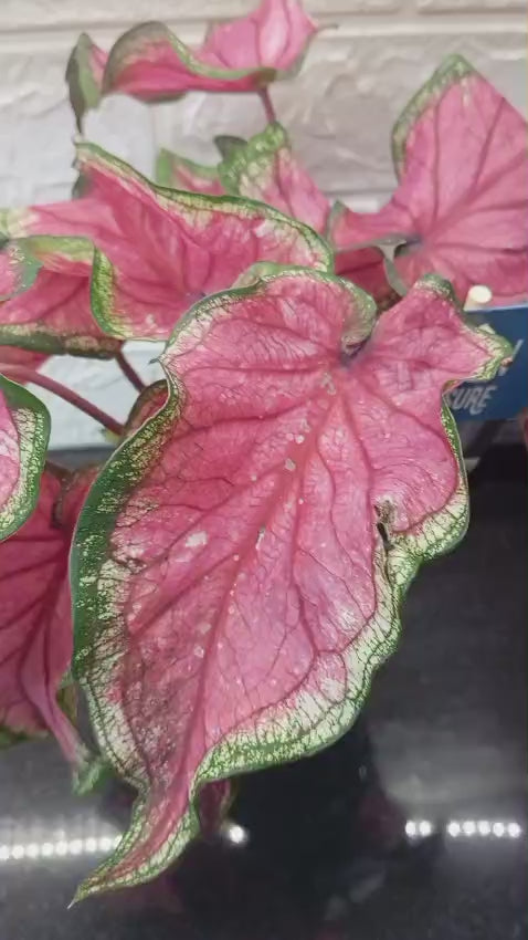 Pembe Damarlı Caladium Saksı Çiçeği | Dekoratif Kaladyum Bitkisi