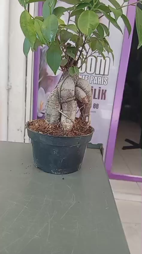 Ficus Ginseng Bonsai – Büyük Boy, Iç Mekan Dekoratif Bitki