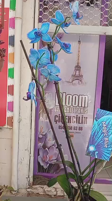 cift dal mavi orkide