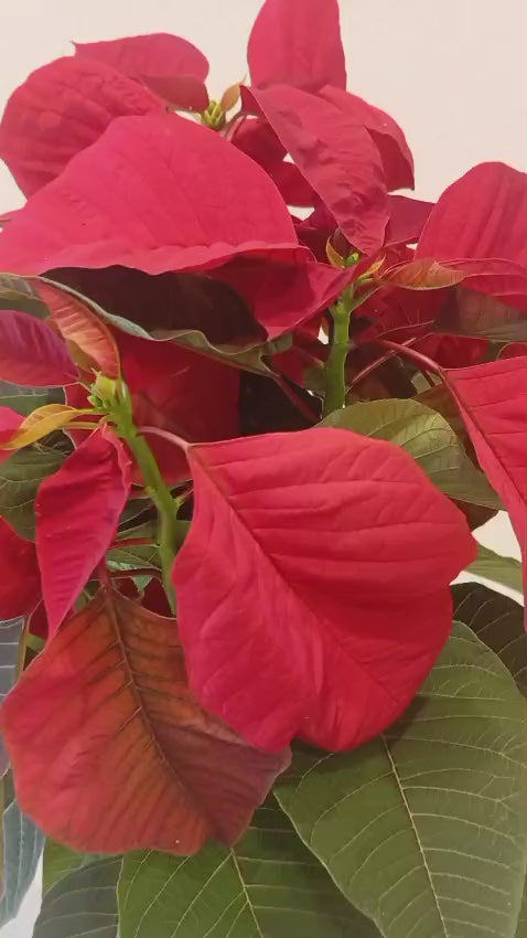 atatürk çiçeği nasıl kızarır