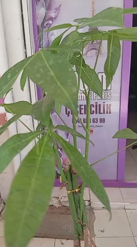 Pachira Aquatica – 40-60 cm. Örgülü Gövdeli Para Ağacı Çiçeği